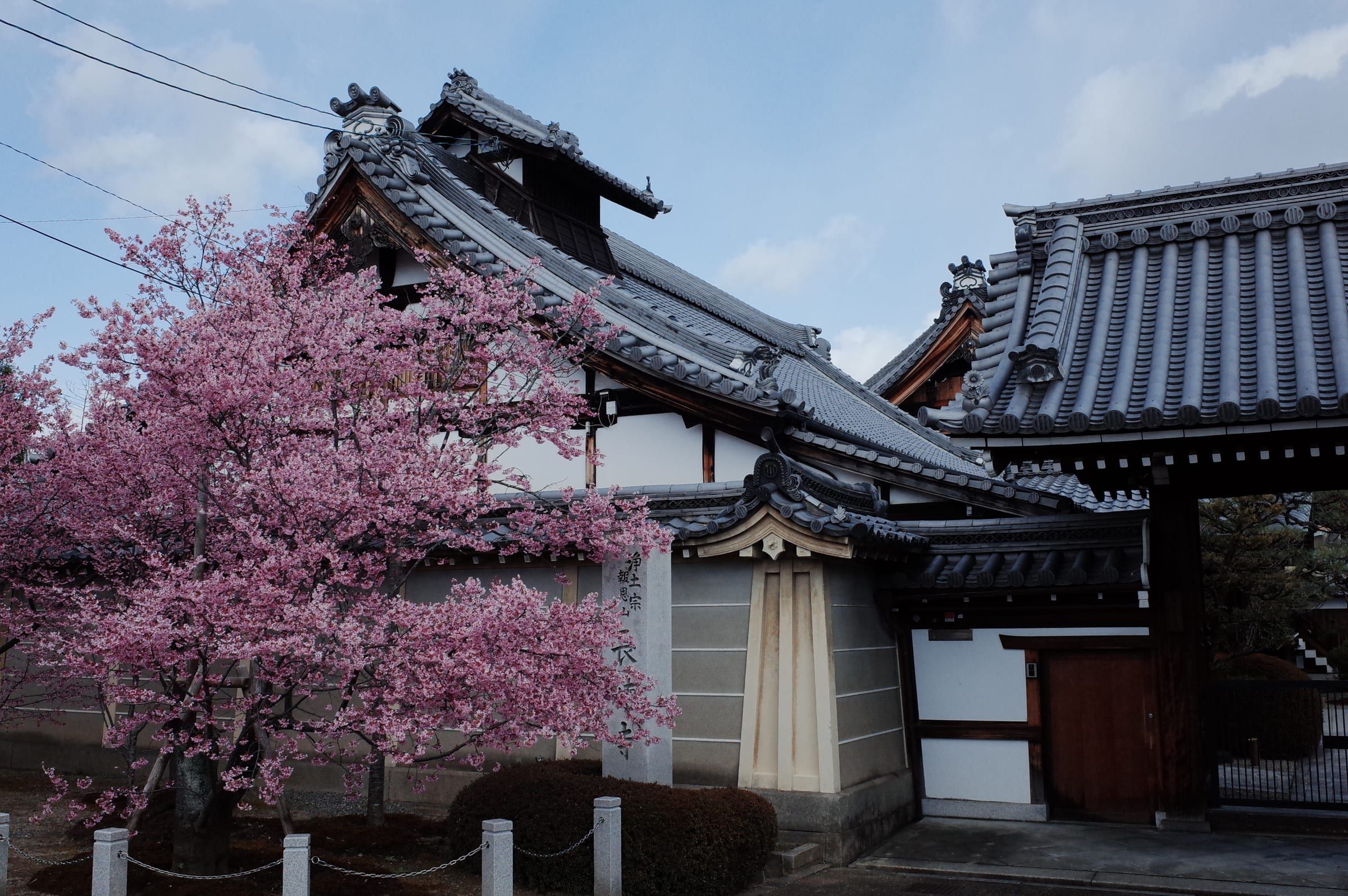 Sakura