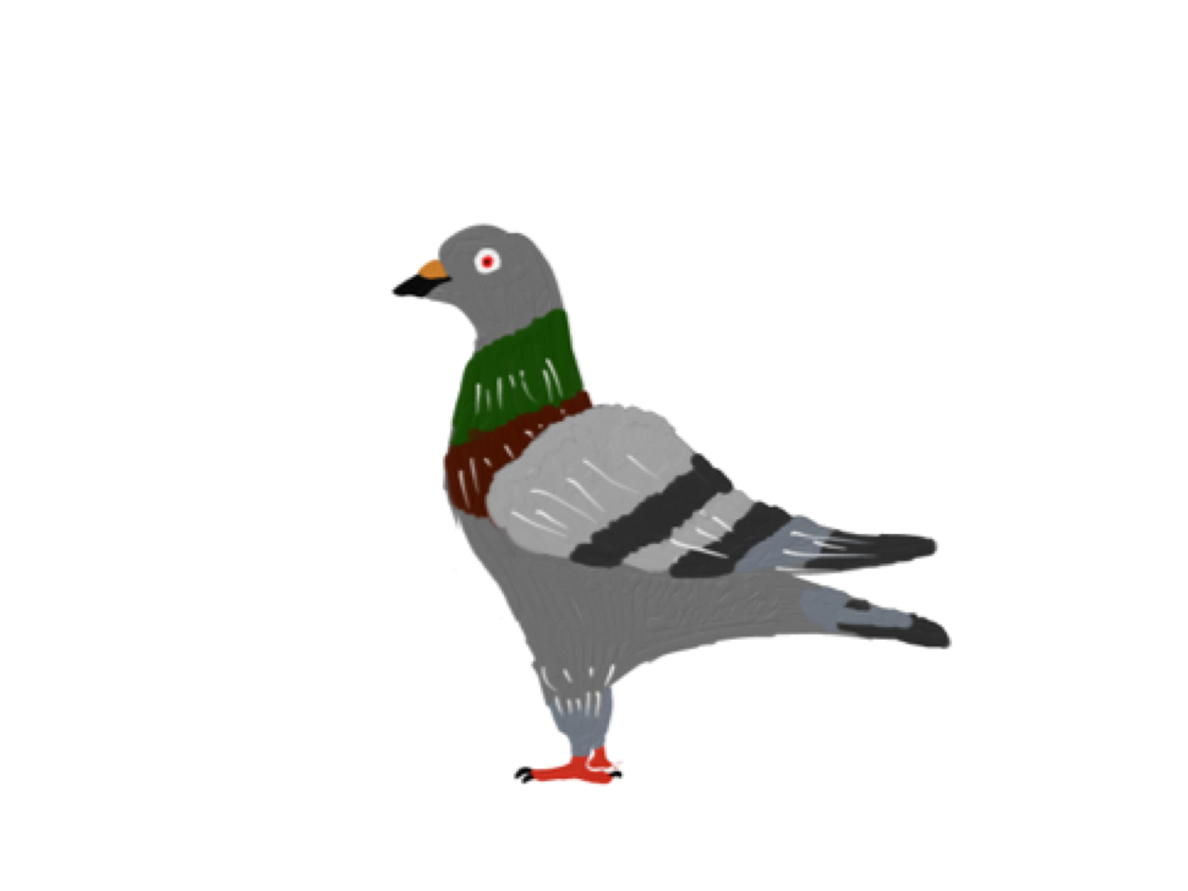 Pigeon